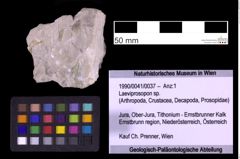 Foto (Objekt + Etiketten) von Laeviprosopon sp. (NHMW-GEO-1990-0041-0037)